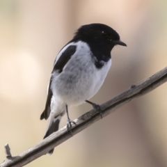 Melanodryas cucullata cucullata (Hooded Robin) at Bredbo, NSW - 7 Apr 2020 by Illilanga