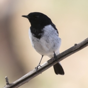 Melanodryas cucullata cucullata at Bredbo, NSW - suppressed