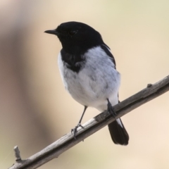 Melanodryas cucullata cucullata at Bredbo, NSW - suppressed