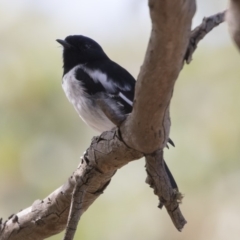 Melanodryas cucullata cucullata at Bredbo, NSW - suppressed