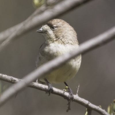 Aphelocephala leucopsis (Southern Whiteface) at Michelago, NSW - 5 Apr 2020 by Illilanga