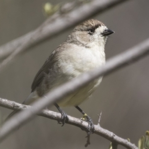 Aphelocephala leucopsis at Michelago, NSW - suppressed