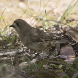 Aphelocephala leucopsis at Michelago, NSW - suppressed