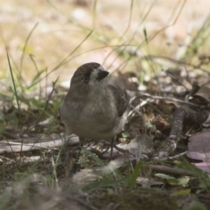 Aphelocephala leucopsis at Michelago, NSW - suppressed