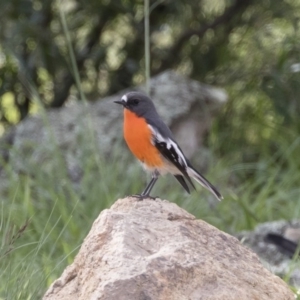 Petroica phoenicea at Michelago, NSW - 15 Mar 2020