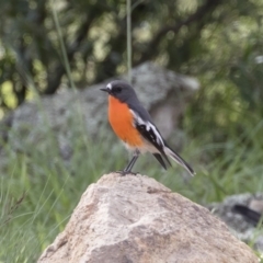 Petroica phoenicea (Flame Robin) at Michelago, NSW - 15 Mar 2020 by Illilanga