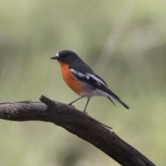 Petroica phoenicea at Michelago, NSW - 15 Mar 2020