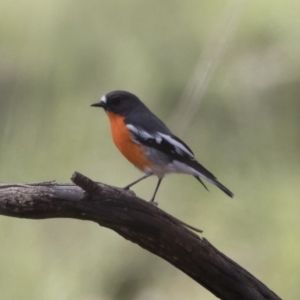 Petroica phoenicea at Michelago, NSW - 15 Mar 2020