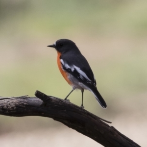 Petroica phoenicea at Michelago, NSW - 15 Mar 2020