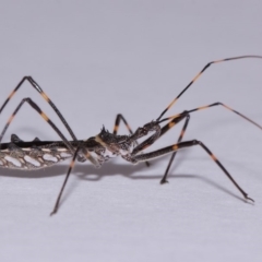 Pnirsus cinctipes (Leg-banded assassin bug) at Evatt, ACT - 31 Oct 2015 by TimL