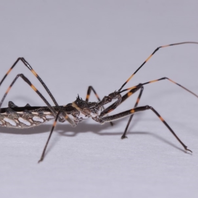 Pnirsus cinctipes (Leg-banded assassin bug) at Evatt, ACT - 31 Oct 2015 by TimL