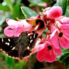 Dispar compacta (Barred Skipper) at Crooked Corner, NSW - 13 Apr 2020 by Milly