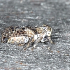 Chlamydopteryx sidnicus at Majura, ACT - 16 Apr 2020