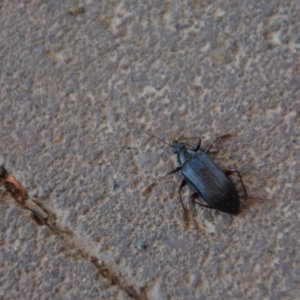 Tanychilus sp. (genus) at Wamboin, NSW - 30 Mar 2020