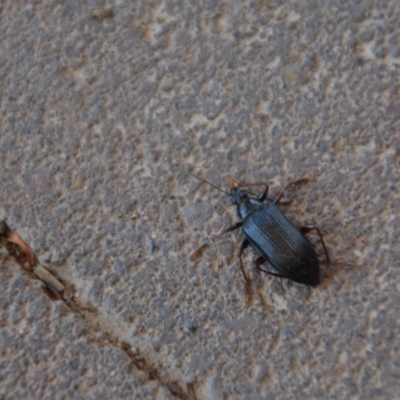 Tanychilus sp. (genus) (Comb-clawed beetle) at QPRC LGA - 30 Mar 2020 by natureguy