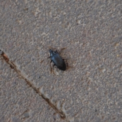 Tanychilus sp. (genus) at Wamboin, NSW - 30 Mar 2020