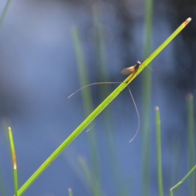 Ephemeroptera (order) (Unidentified Mayfly) at QPRC LGA - 30 Mar 2020 by natureguy