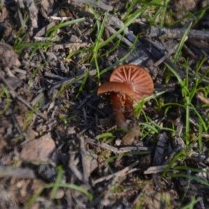 Laccaria sp. at Wamboin, NSW - 30 Mar 2020