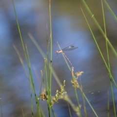 Austrolestes leda (Wandering Ringtail) at Wamboin, NSW - 30 Mar 2020 by natureguy