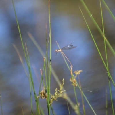 Austrolestes leda (Wandering Ringtail) at Wamboin, NSW - 30 Mar 2020 by natureguy