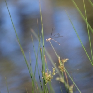 Austrolestes leda at QPRC LGA - 30 Mar 2020