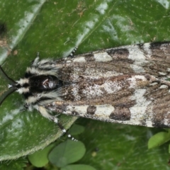 Apina callisto (Pasture Day Moth) at Majura, ACT - 16 Apr 2020 by jbromilow50