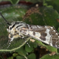 Apina callisto at Majura, ACT - 16 Apr 2020