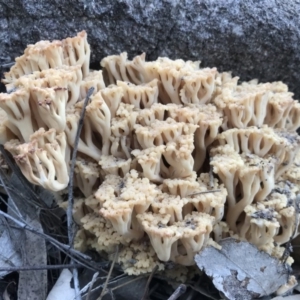 Ramaria sp. at Tuggeranong DC, ACT - 16 Apr 2020 09:33 AM