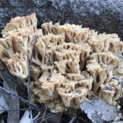 Ramaria sp. (A Coral fungus) at Mount Taylor - 15 Apr 2020 by PeterR