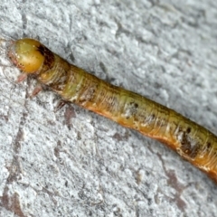 Geometridae (family) IMMATURE at Majura, ACT - 15 Apr 2020