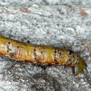 Geometridae (family) IMMATURE at Majura, ACT - 15 Apr 2020