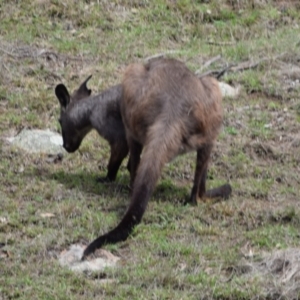 Osphranter robustus at Booth, ACT - 17 Apr 2020