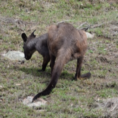 Osphranter robustus (Wallaroo) at Namadgi National Park - 16 Apr 2020 by ChrisHolder