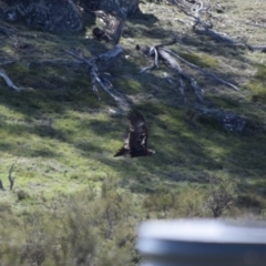 Aquila audax (Wedge-tailed Eagle) at Namadgi National Park - 1 Mar 2020 by ChrisHolder