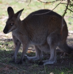 Notamacropus rufogriseus (Red-necked Wallaby) at Namadgi National Park - 1 Mar 2020 by ChrisHolder