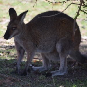 Notamacropus rufogriseus at Rendezvous Creek, ACT - 1 Mar 2020