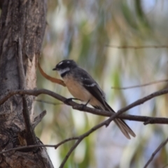 Rhipidura albiscapa (Grey Fantail) at Paddys River, ACT - 1 Mar 2020 by ChrisHolder