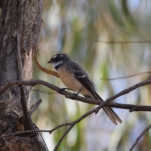 Rhipidura albiscapa at Paddys River, ACT - 1 Mar 2020 09:31 AM