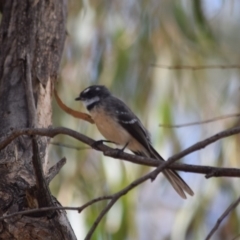 Rhipidura albiscapa (Grey Fantail) at Paddys River, ACT - 29 Feb 2020 by ChrisHolder
