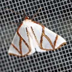Thalaina clara (Clara's Satin Moth) at O'Connor, ACT - 16 Apr 2020 by ibaird