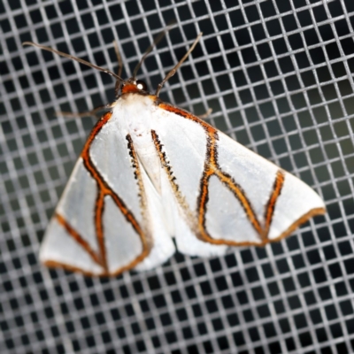 Thalaina clara (Clara's Satin Moth) at O'Connor, ACT - 16 Apr 2020 by ibaird