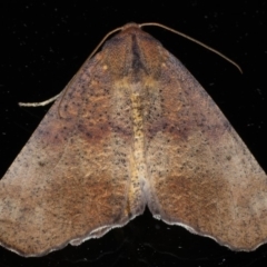 Mnesampela privata (Autumn Gum Moth) at Ainslie, ACT - 15 Apr 2020 by jbromilow50
