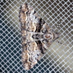 Gastrinodes argoplaca (Cryptic Bark Moth) at O'Connor, ACT - 16 Apr 2020 by ibaird