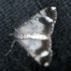 Gastrinodes argoplaca at O'Connor, ACT - 16 Apr 2020