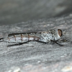 Neocerdistus acutangulatus (A robber fly) at Majura, ACT - 15 Apr 2020 by jbromilow50