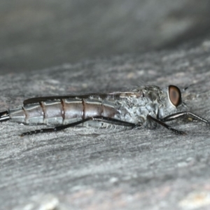 Neocerdistus acutangulatus at Majura, ACT - 15 Apr 2020