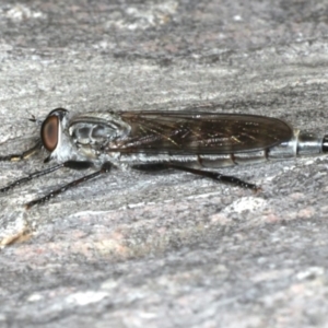 Neocerdistus acutangulatus at Majura, ACT - 15 Apr 2020 05:00 PM