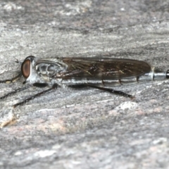 Neocerdistus acutangulatus at Majura, ACT - 15 Apr 2020