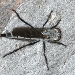 Neocerdistus acutangulatus at Majura, ACT - 15 Apr 2020 05:00 PM