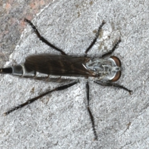 Neocerdistus acutangulatus at Majura, ACT - 15 Apr 2020
